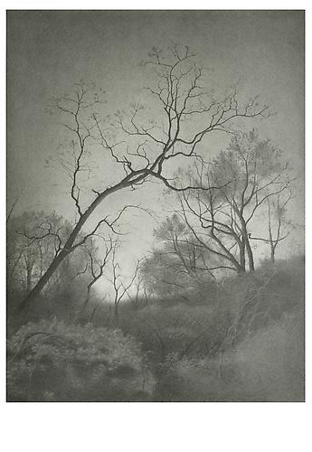 Brooklyn Woods II, 2010
Graphite on paper
23 1/2 x 18 inches