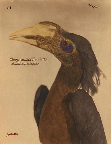 Bushy-Crested Hornbill
2010
toned cyanotype with hand coloring