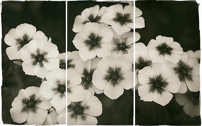Gentian
2011
Platinum/Palladium