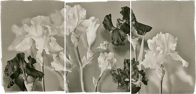Iris
2011
Platinum/Palladium