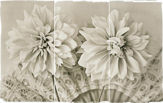 Lace Dahlias II
2011
Platinum/Palladium