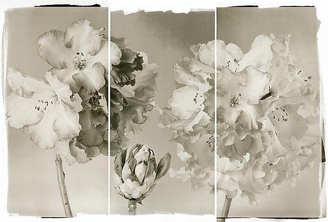 Rhododendrons
2011
Platinum/Palladium