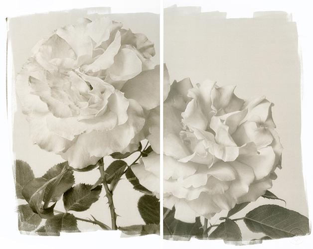 Two Roses
2011
Platinum/Palladium