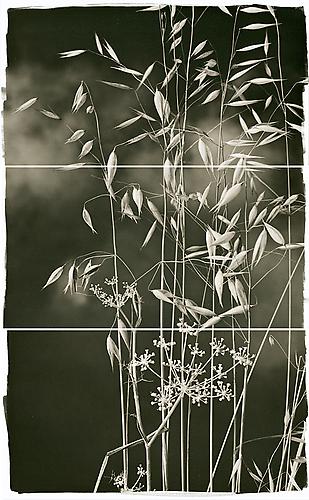 Valley Grasses I
2011
Platinum Palladium