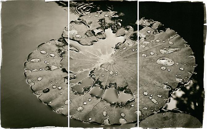 Water Lily
2011
Platinum Palladium