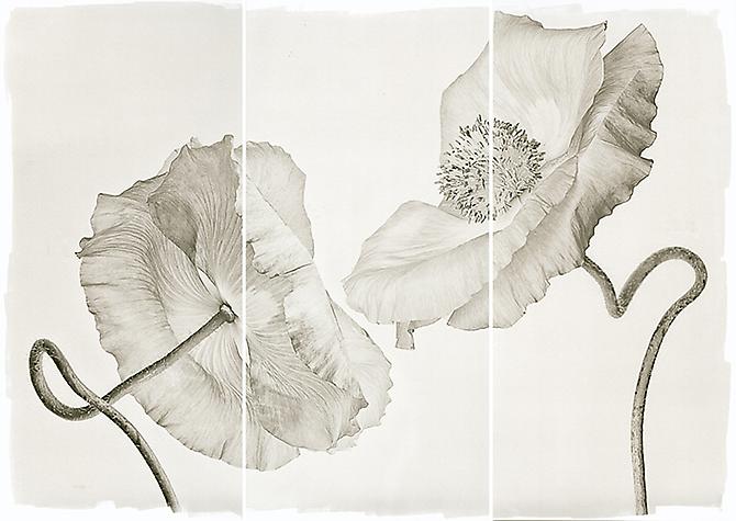 Wedding Peonies
2011
Platinum Palladium