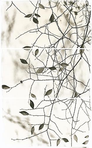 Late Leaves II
2011
Platinum/Palladium