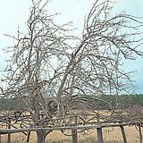 WILLIAM CHRISTENBERRY