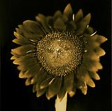 CLOSE - FLOWERS