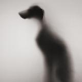 WILLIAM WEGMAN