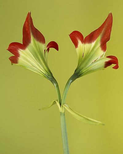 Sprekelia Formosissima
2006
pigment print