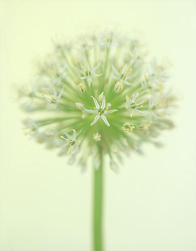 Alium k. 'Ivory Queen'
2007
pigment print
