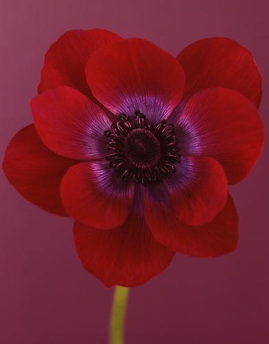 Anemone 'Vinum' I
2008
pigment print