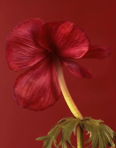 Anemone 'Vinum' II
2008
pigment print