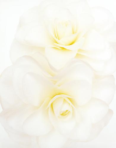 Camellia Japonica 'Lemon Glow'
2008
pigment print