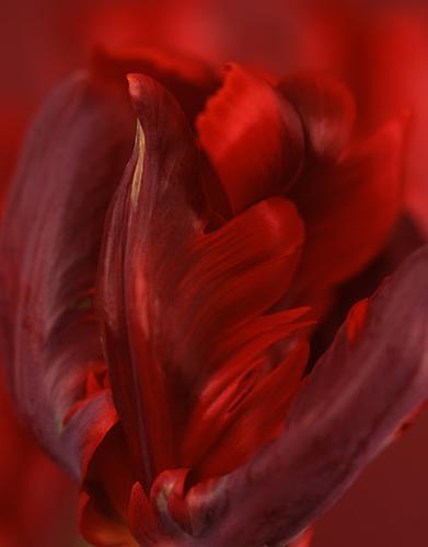 Tulipa 'Rococo'
2010
pigment print