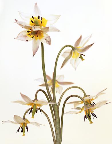 Tulipa Turkestanica
2008
pigment print