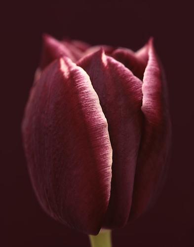 Tulipa 'Jackpot'
2012
pigment print