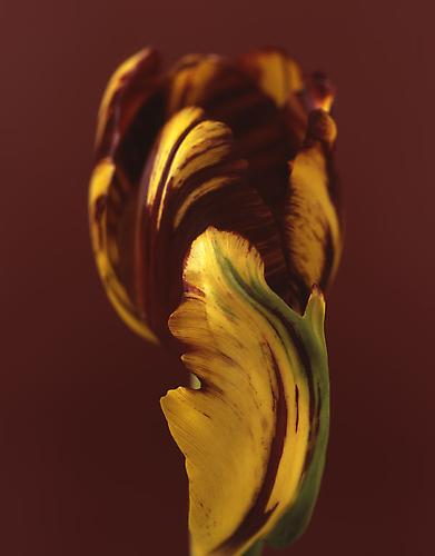 Tulipa 'Absalon' III
2008
pigment print