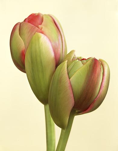 Tulipa 'Bonsior'
2008
pigment print