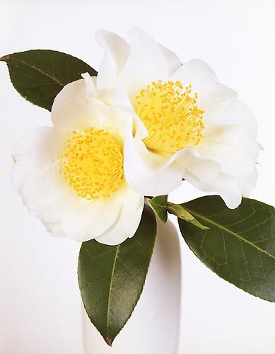 Camellia Japonica 'Silver Waves' II
2008
pigment print