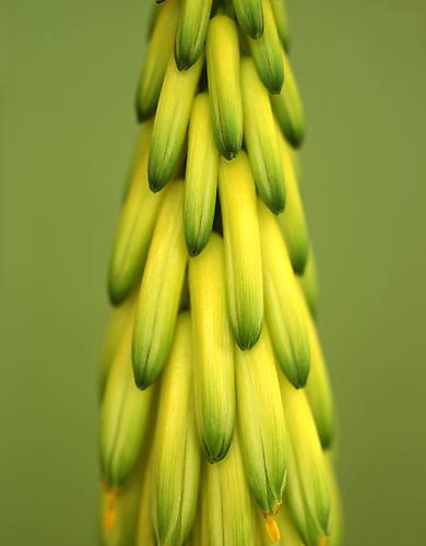 Aloe striatula
2008
pigment print