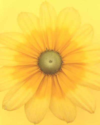 Rudbeckia h. 'Prairie Sun'
2008
gelatin silver print