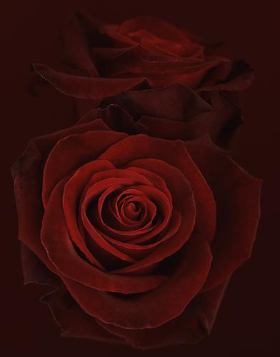 Rosa 'Taboo'
2008
pigment print