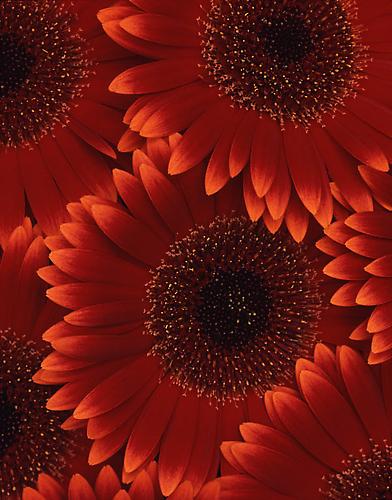 Gerbera Jamesonii
2008
pigment print