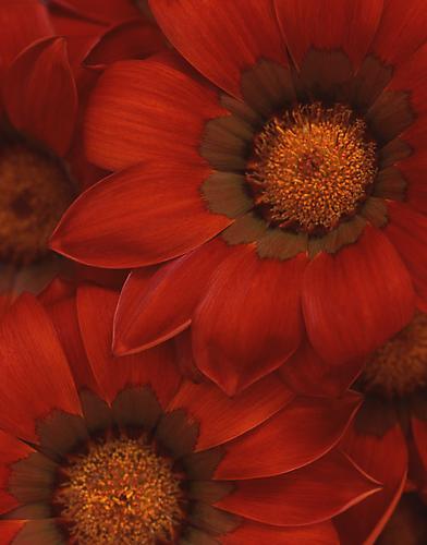 Gazania Rigens 'Gazoo Red'
2008
pigment print