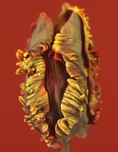 Tulipa 'Rococo' II
2009
pigment print