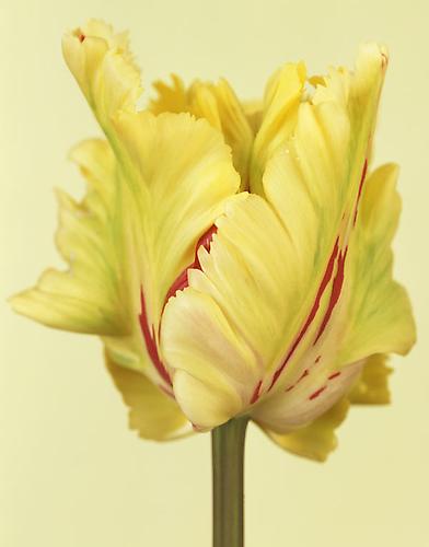 Tulipa 'Flaming Parrot' IV
2012
pigment print