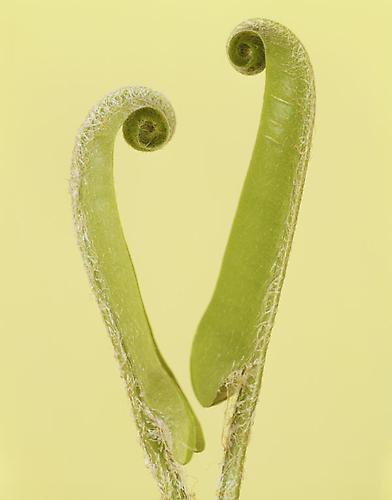 Asplenium Scolopendrium
2009
pigment print
