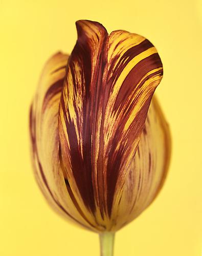 Hemerocallis 'Ignis'
2009
pigment print