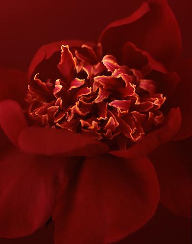 Paeonia 'William Carter'
2009
pigment print