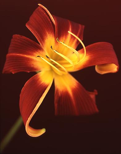 Hemerocallis 'Ignis'
2009
pigment print