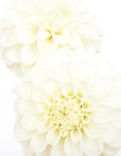 Dahlia 'Anjo'
2009
gelatin silver print