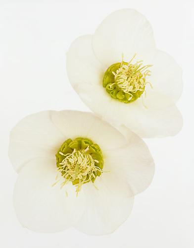 Helleborus 'Mardi Gras White'
2009
pigment print