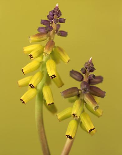 Muscari m. 'Golden Fragrance'
2010
pigment print