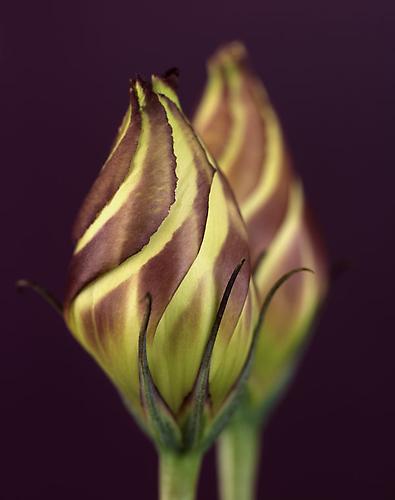 Eustoma Grandiflorum
2012
pigment print