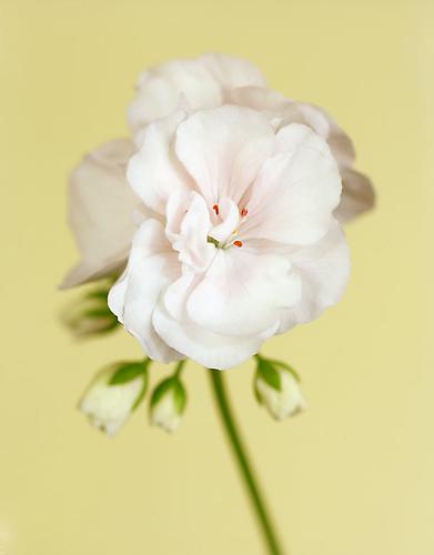 Pelargonium 'Morbacka' II
2012
pigment print