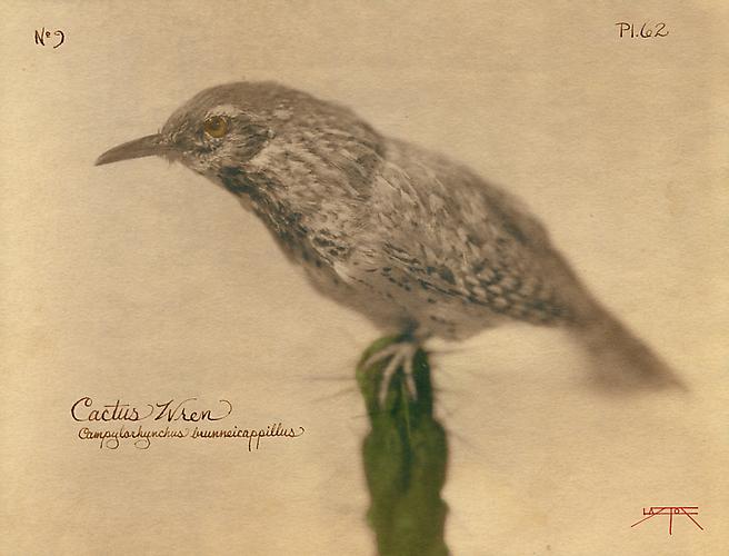 Cactus Wren
2005
toned cyanotype with hand coloring