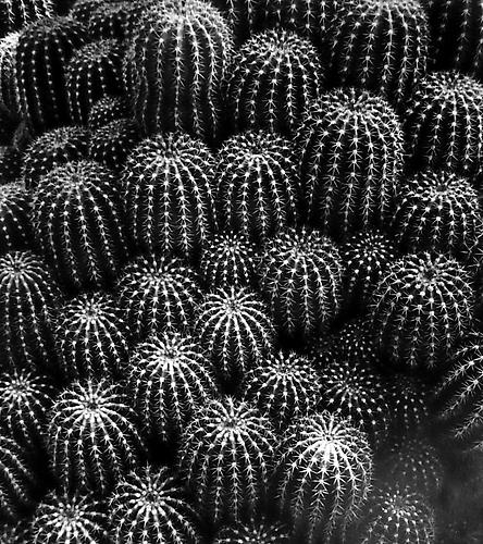 Cactus:Trichocereus Schickendantzii, San Martino, California
1977
gelatin silver print