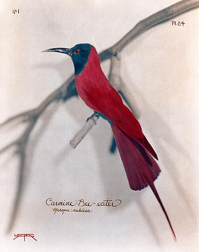 Carmine Bee-Eater
2007
toned cyanotype with hand coloring