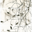 Brigitte Carnochan