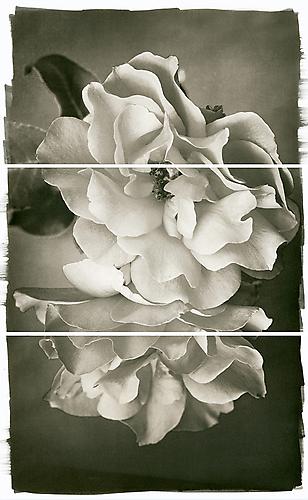 Rose Duet
2011
Platinum/Palladium