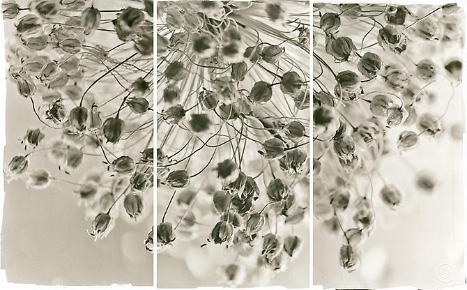 Starburst
2011
Platinum/Palladium