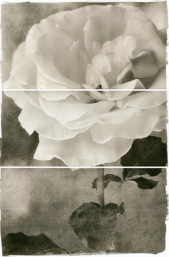 Tea Rose
2011
Platinum/Palladium