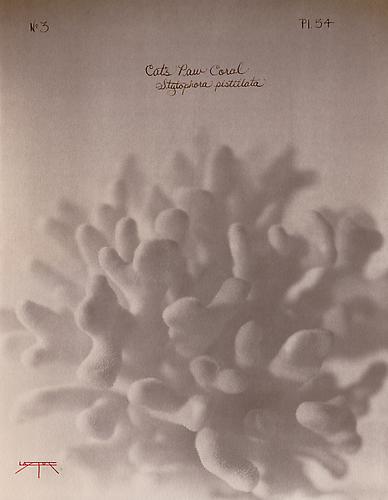 Cat's Paw Coral 
2005
toned cyanotype with hand coloring
