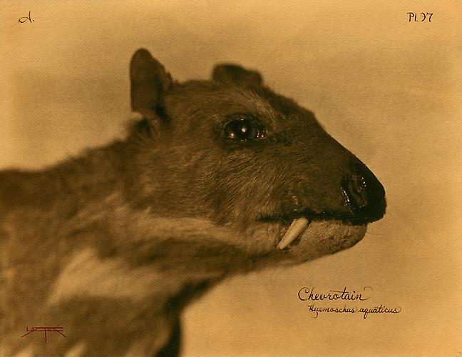 Chevrotain
2007
toned cyanotype with hand coloring